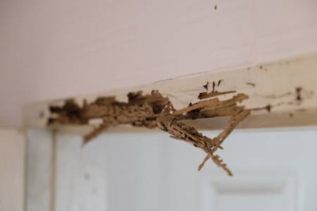 Photo of The Wood