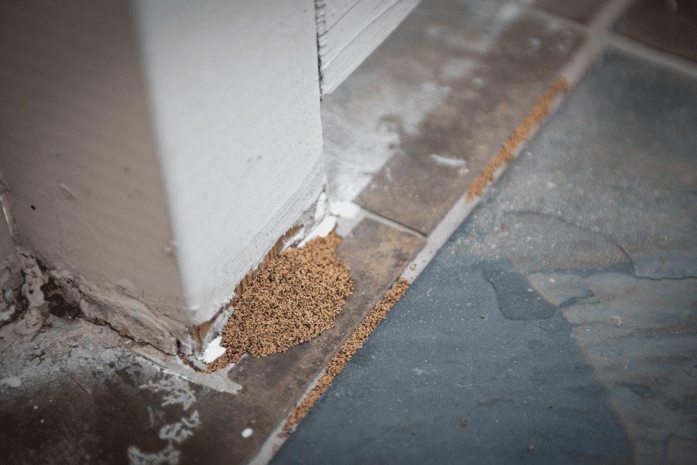 Hedge Copeland termite damage attorneys, damage to a home column