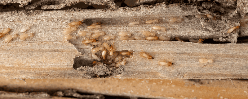 Hedge Copeland Termites eating wood in home